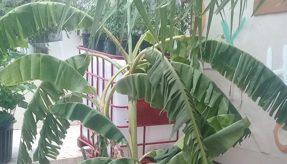Aruba Backpackers Apartment Oranjestad Luaran gambar